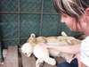 Christine Mischker - visiting lion cubs at a rehabilitation sanctuary